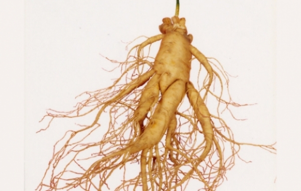 Top 10 công dụng của Hồng Sâm